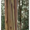 View the image: Otway Fly canopy and forest floor walk