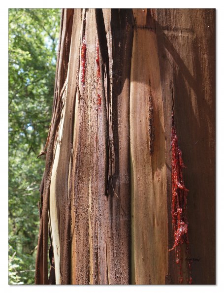Otway Fly canopy and forest floor walk