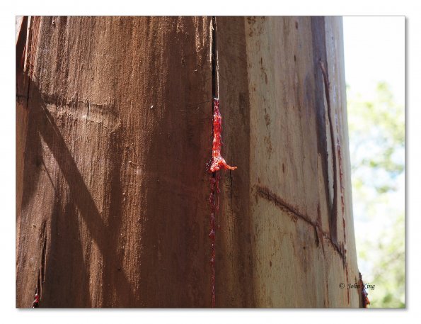 Otway Fly canopy and forest floor walk
