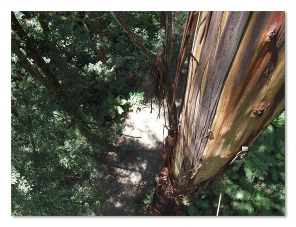 Otway Fly canopy and forest floor walk