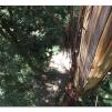 View the image: Otway Fly canopy and forest floor walk
