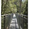 View the image: Otway Fly canopy and forest floor walk