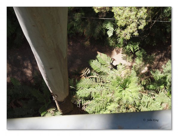 Otway Fly canopy and forest floor walk
