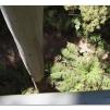 View the image: Otway Fly canopy and forest floor walk