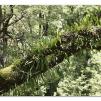 View the image: Otway Fly canopy and forest floor walk