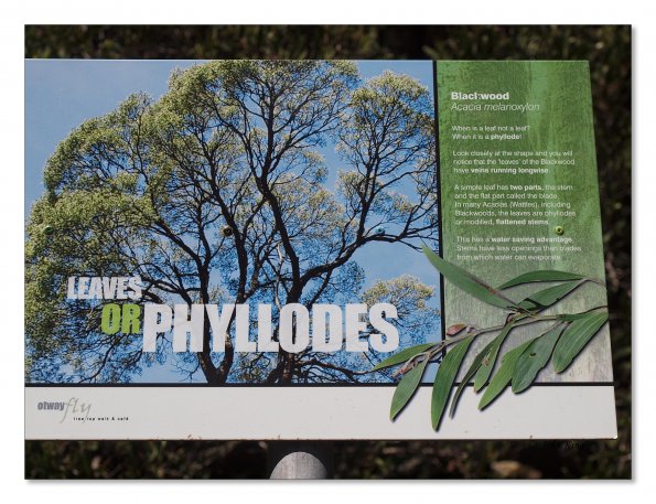 Otway Fly canopy and forest floor walk