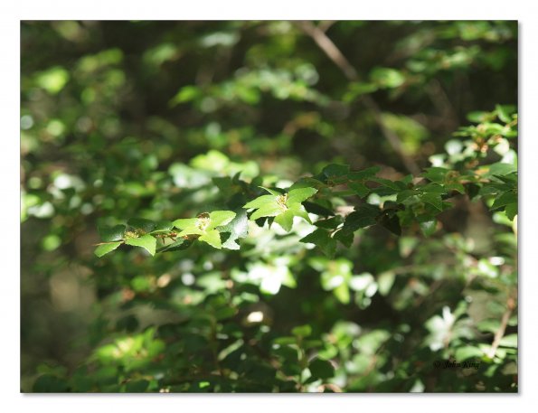 Otway Fly canopy and forest floor walk