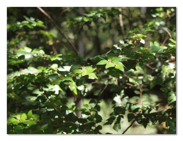 Otway Fly canopy and forest floor walk