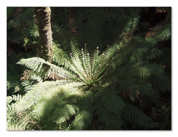 Otway Fly canopy and forest floor walk
