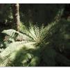 View the image: Otway Fly canopy and forest floor walk