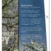 View the image: Otway Fly canopy and forest floor walk