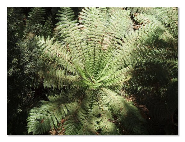 Otway Fly canopy and forest floor walk