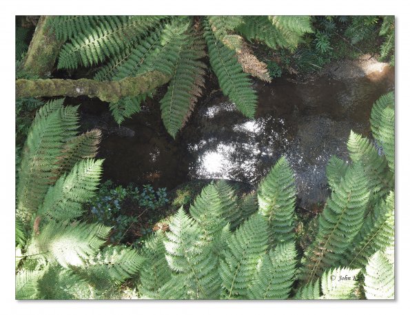 Otway Fly canopy and forest floor walk