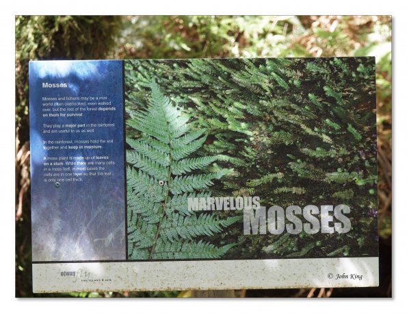 Otway Fly canopy and forest floor walk