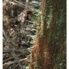 View the image: Otway Fly canopy and forest floor walk