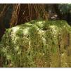 View the image: Otway Fly canopy and forest floor walk