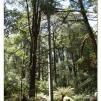 View the image: Otway Fly canopy and forest floor walk