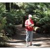 View the image: Otway Fly canopy and forest floor walk