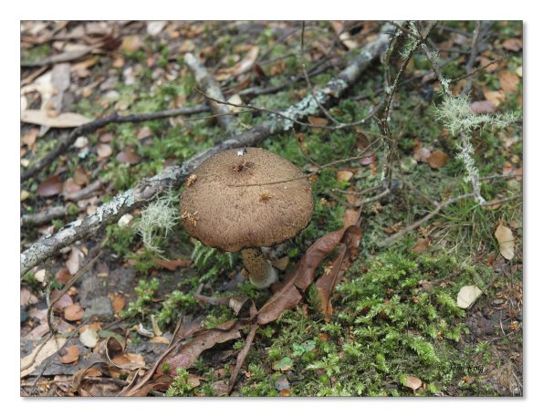 Otway Fly canopy and forest floor walk