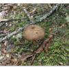View the image: Otway Fly canopy and forest floor walk