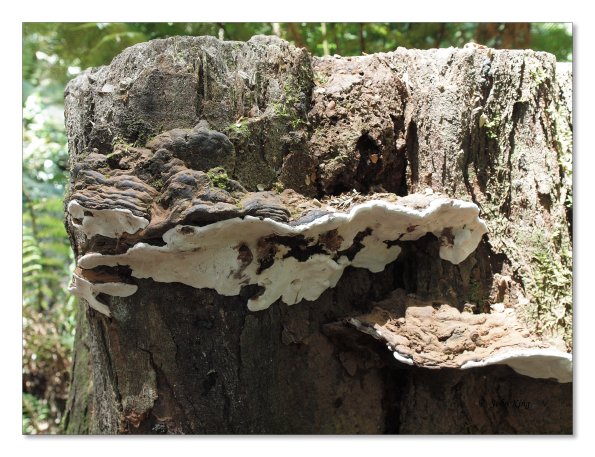 Otway Fly canopy and forest floor walk
