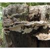 View the image: Otway Fly canopy and forest floor walk