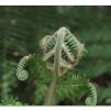 View the image: Otway Fly canopy and forest floor walk