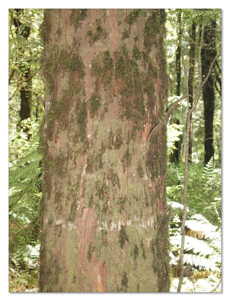 Otway Fly canopy and forest floor walk