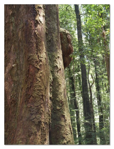 Otway Fly canopy and forest floor walk