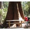 View the image: Otway Fly canopy and forest floor walk