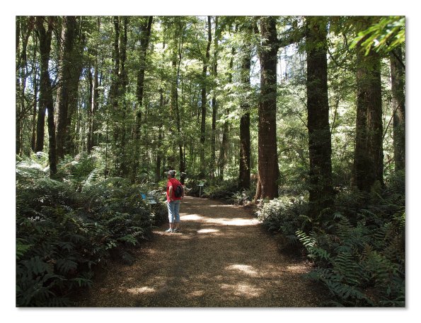 Otway Fly canopy and forest floor walk