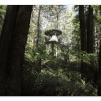 View the image: Otway Fly canopy and forest floor walk