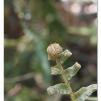 View the image: Otway Fly canopy and forest floor walk