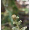 View the image: Otway Fly canopy and forest floor walk
