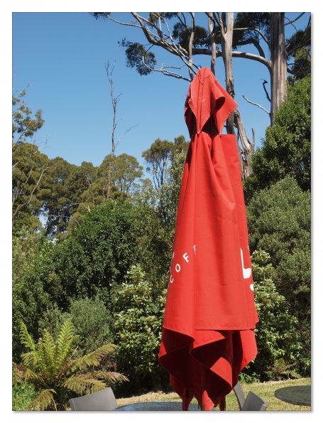 Otway Fly canopy and forest floor walk