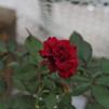 View the image: OLYMPUS DIGITAL CAMERA
