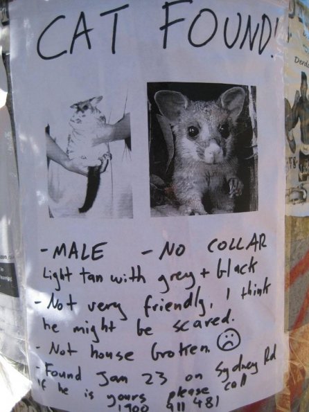 Cat-or_IMG_02951