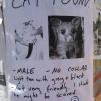View the image: Cat-or_IMG_02951