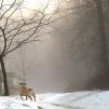 View the image: OLYMPUS DIGITAL CAMERA