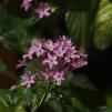 View the image: OLYMPUS DIGITAL CAMERA
