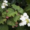 View the image: OLYMPUS DIGITAL CAMERA