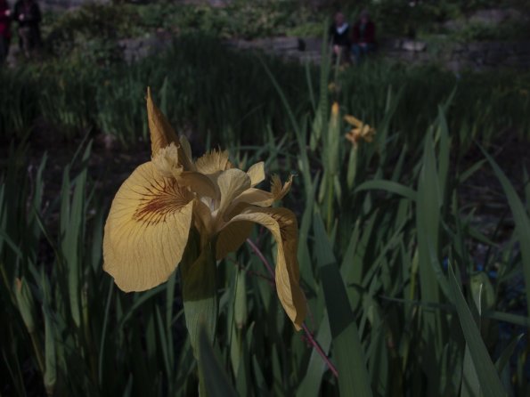 Yellow Iris