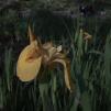 View the image: Yellow Iris