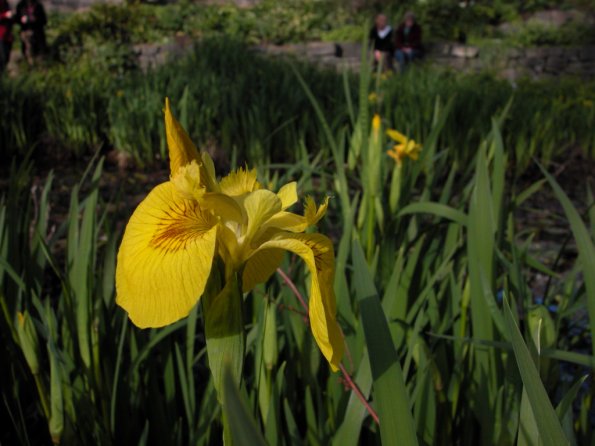 Yellow Iris