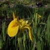 View the image: Yellow Iris