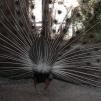 View the image: Peacock