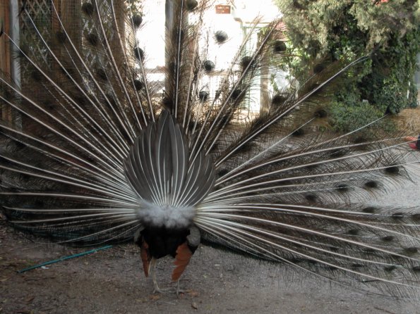 Peacock