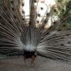 View the image: Peacock