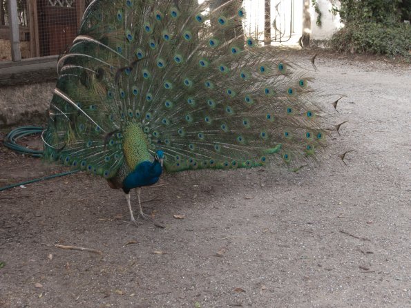 Peacock