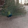 View the image: Peacock